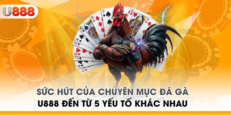 Sức hút của chuyên mục đá gà U888 đến từ 5 yếu tố khác nhau